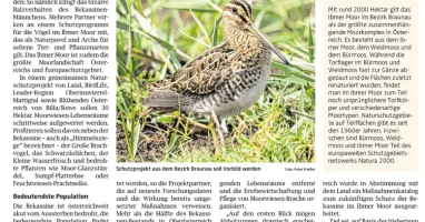 Schutzmaßnahmen für Bekassine im Ibmer Moor zeigen erste Wirkung