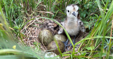 &nbsp;Rettungsinsel Ibmer Moor &ndash; neue Lebensr&auml;ume f&uuml;r Bekassine und Brachvogel&nbsp;