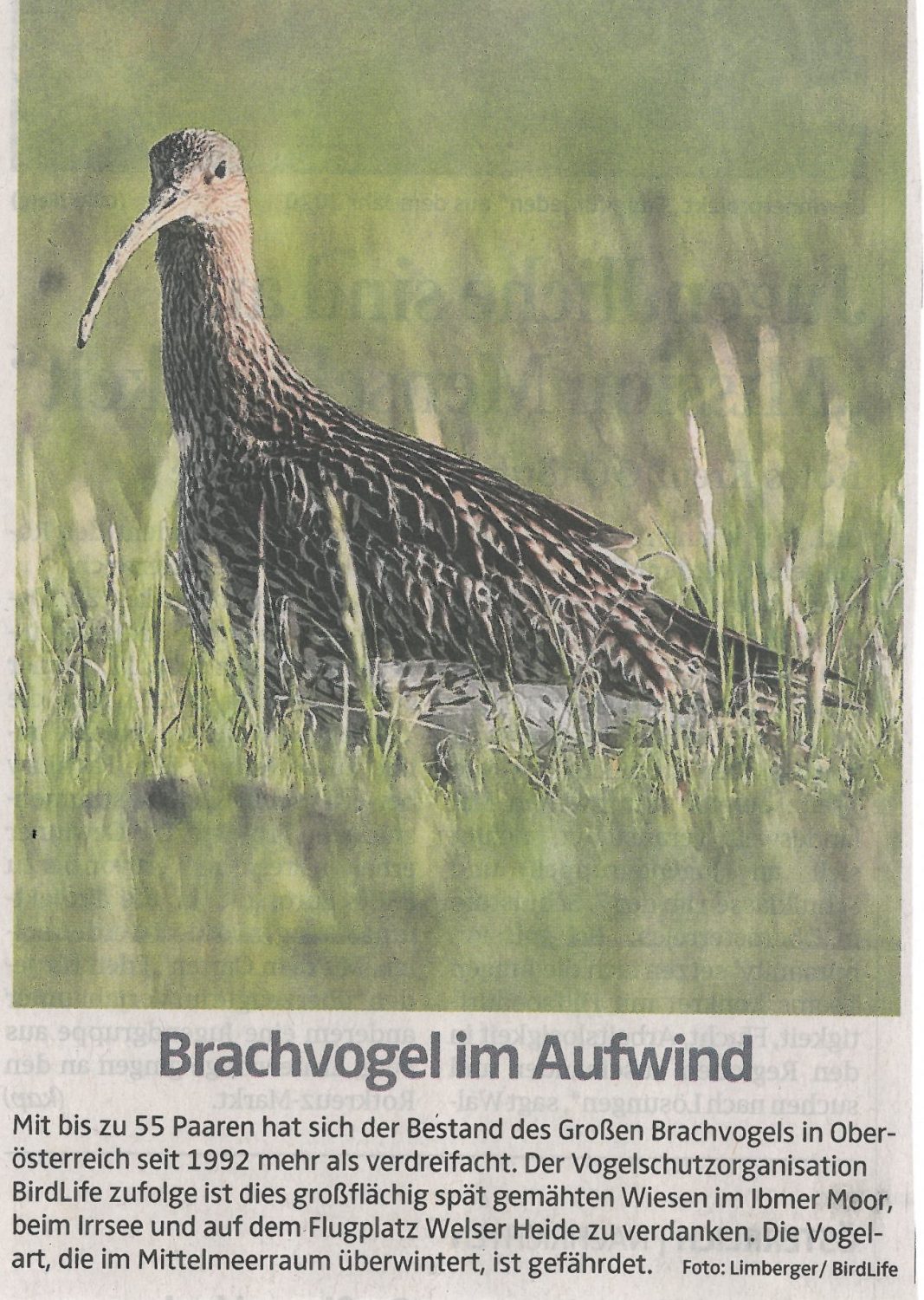 Mit bis zu 55 Paaren hat sich der bestand des Großen Brachvogels in OÖ seit 1992 mehr als verdreifacht.